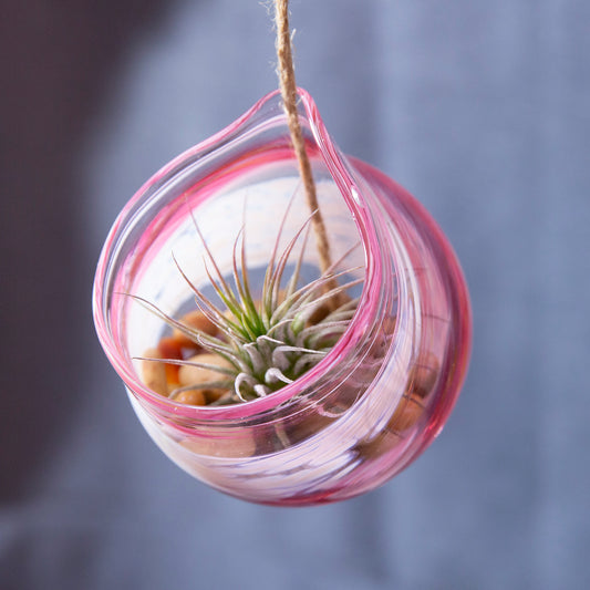 A pink and white glass air plant holder with an air plant inside hangs from a rope.